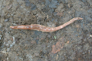 The NZ flatworm