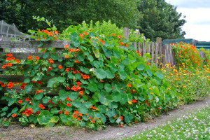 In full bloom