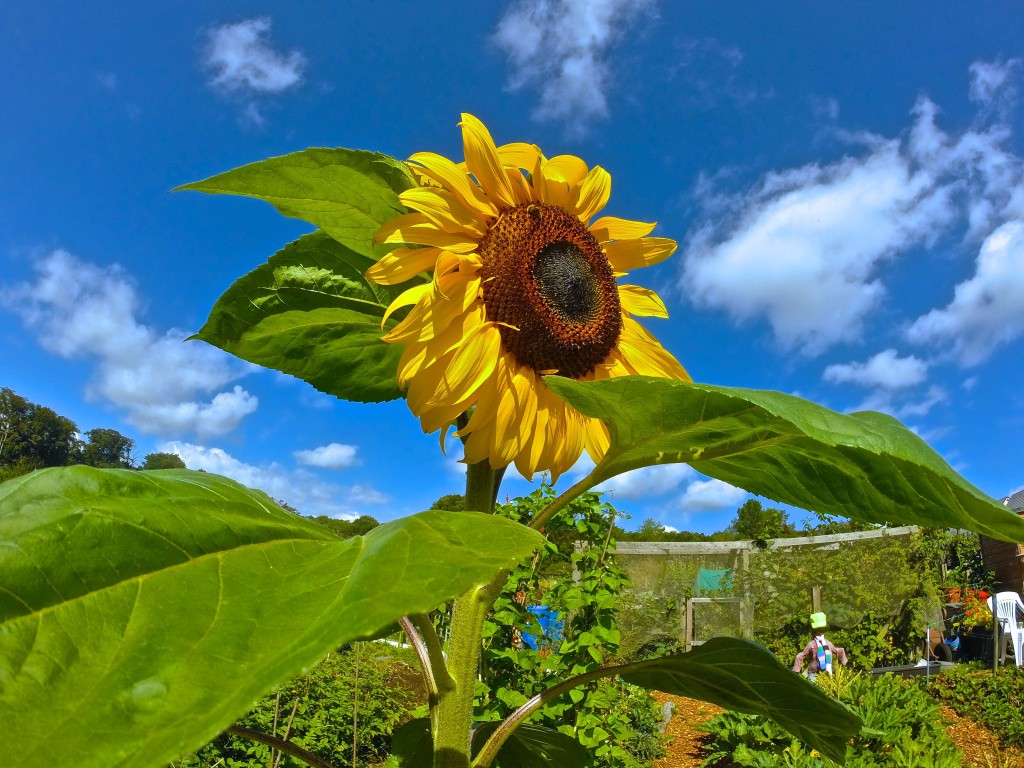 Stunning Sunflower