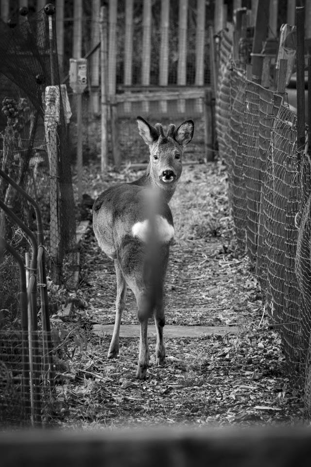 DSC_0344copy